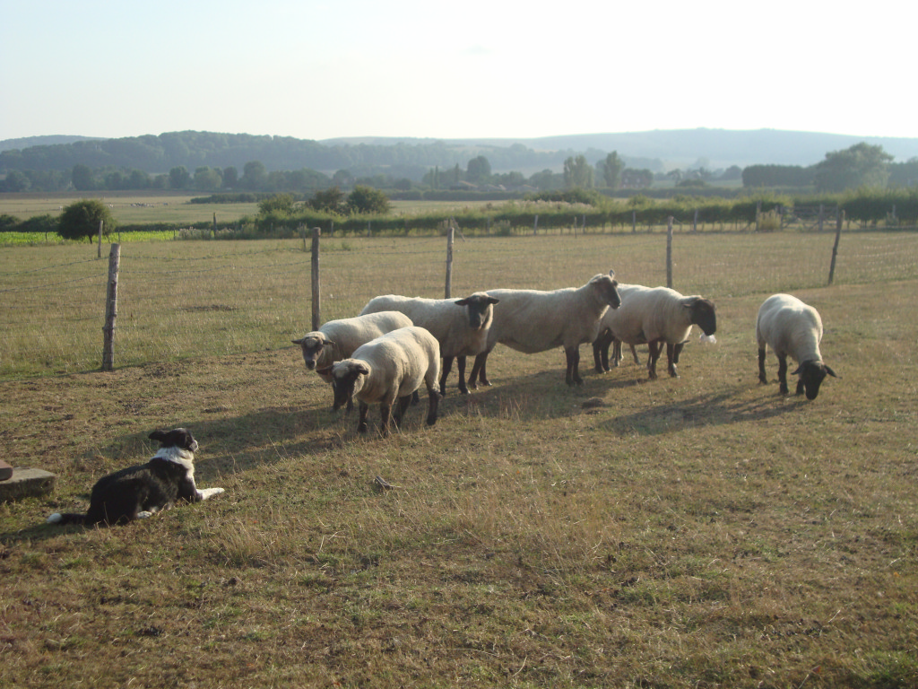 Our_Sheep
